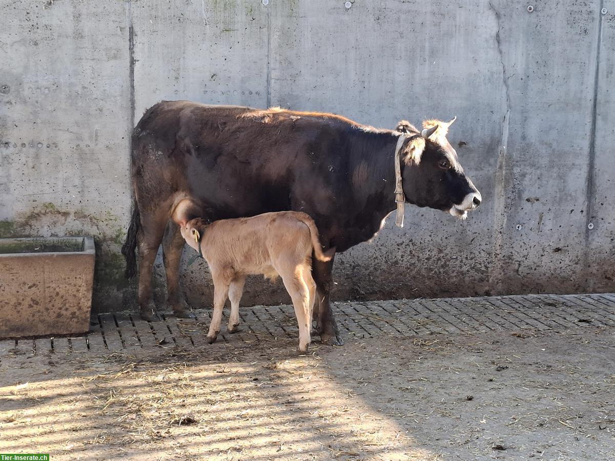 Bild 2: Mutterkuh mit Kalb, männlich