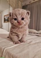 BKH Kitten suchen ein neues Zuhause