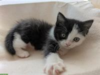 Herziger kleiner Kater sucht sein neues Zuhause
