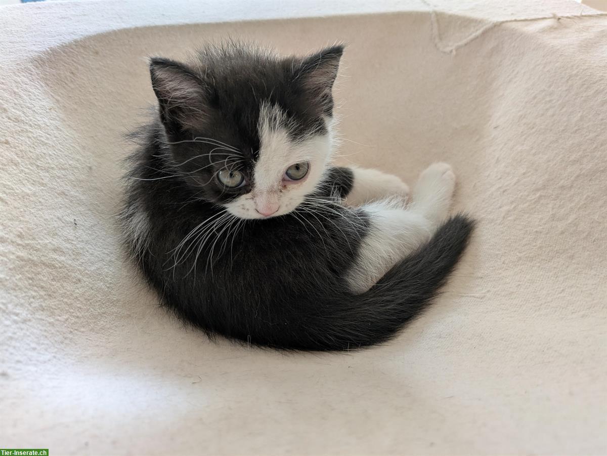 Bild 2: Herziger kleiner Kater sucht sein neues Zuhause