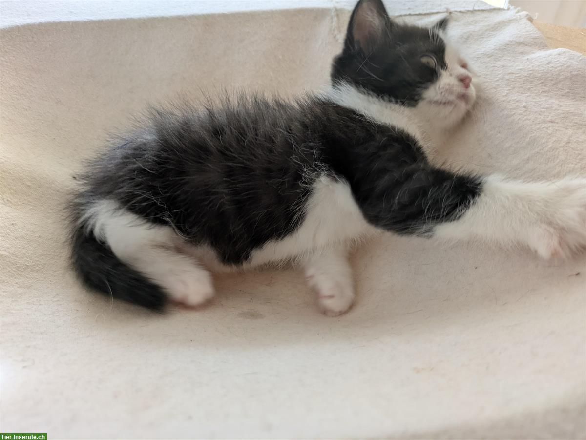 Bild 3: Herziger kleiner Kater sucht sein neues Zuhause