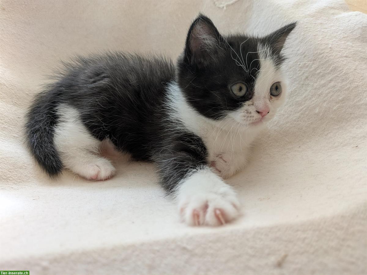 Bild 4: Herziger kleiner Kater sucht sein neues Zuhause
