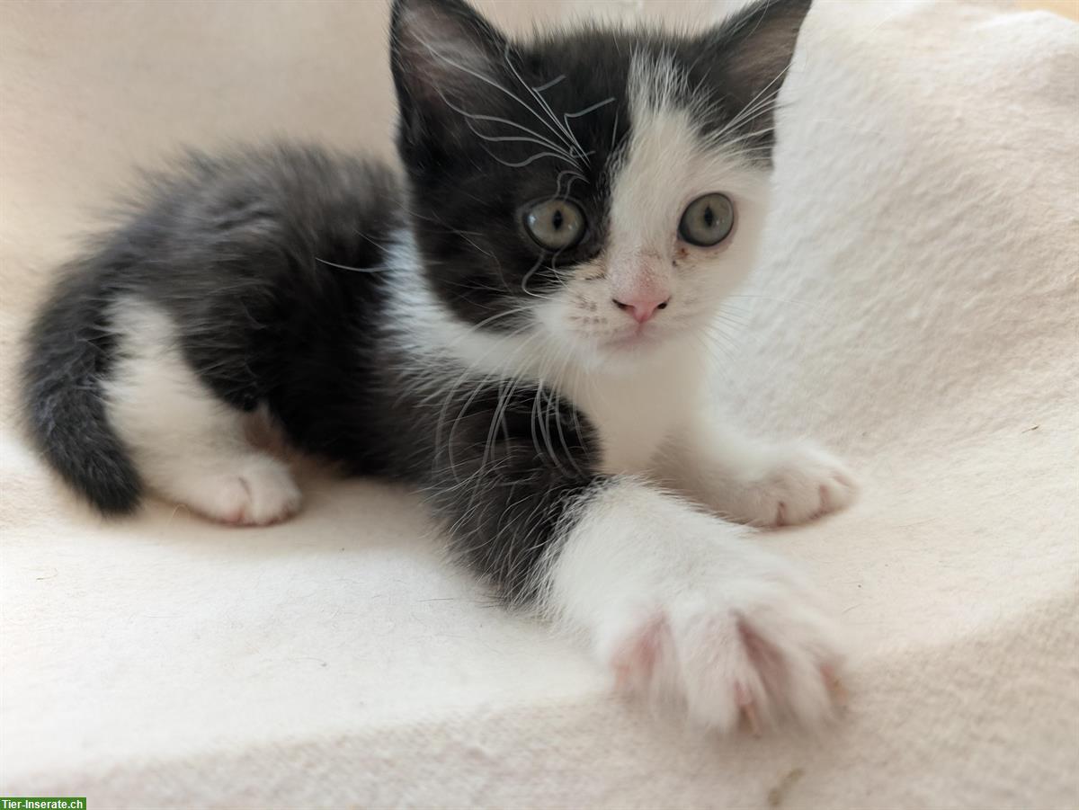 Bild 5: Herziger kleiner Kater sucht sein neues Zuhause