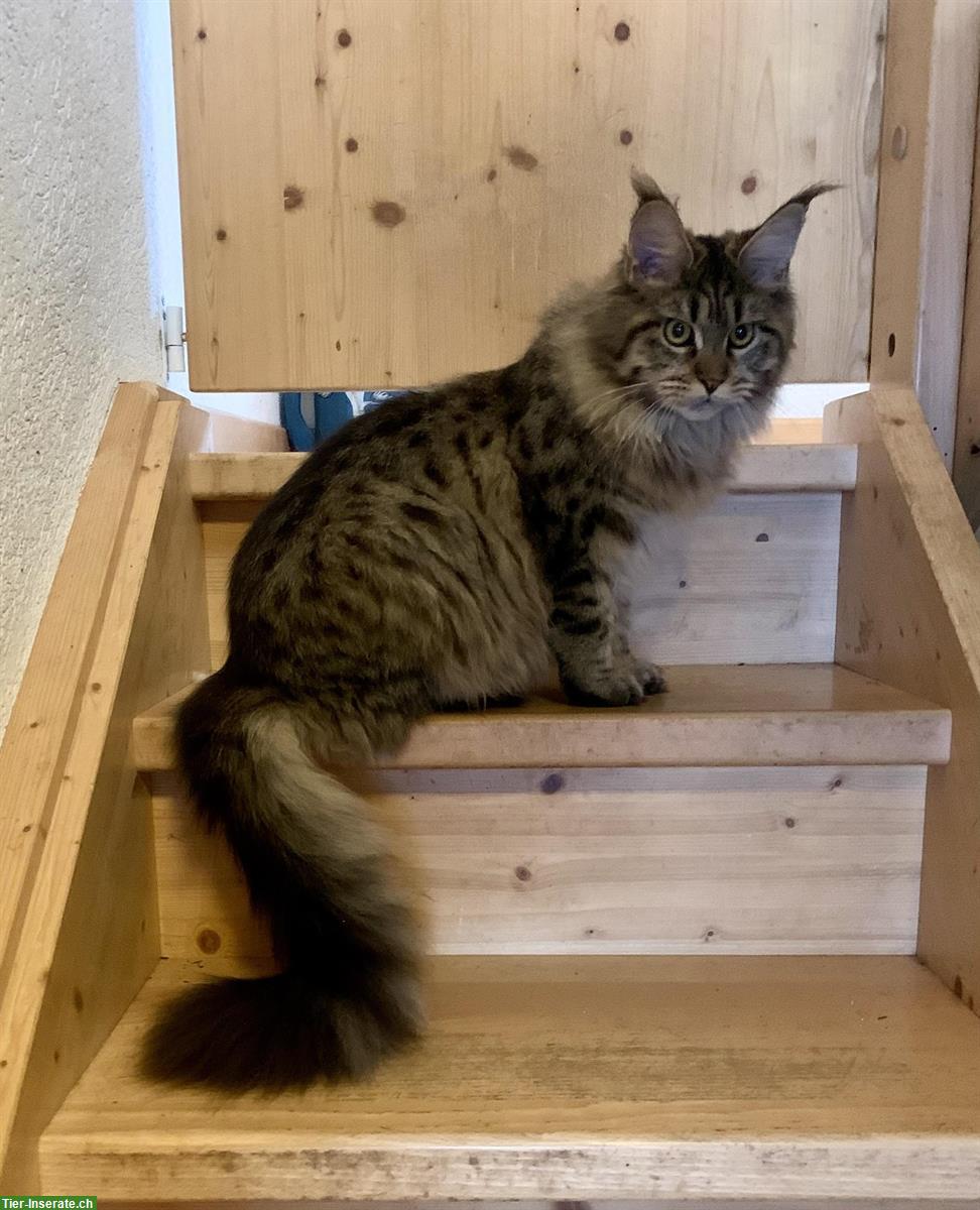 Bild 2: Maine Coon Kätzin, 2-jährig, Black Tabby Ticked