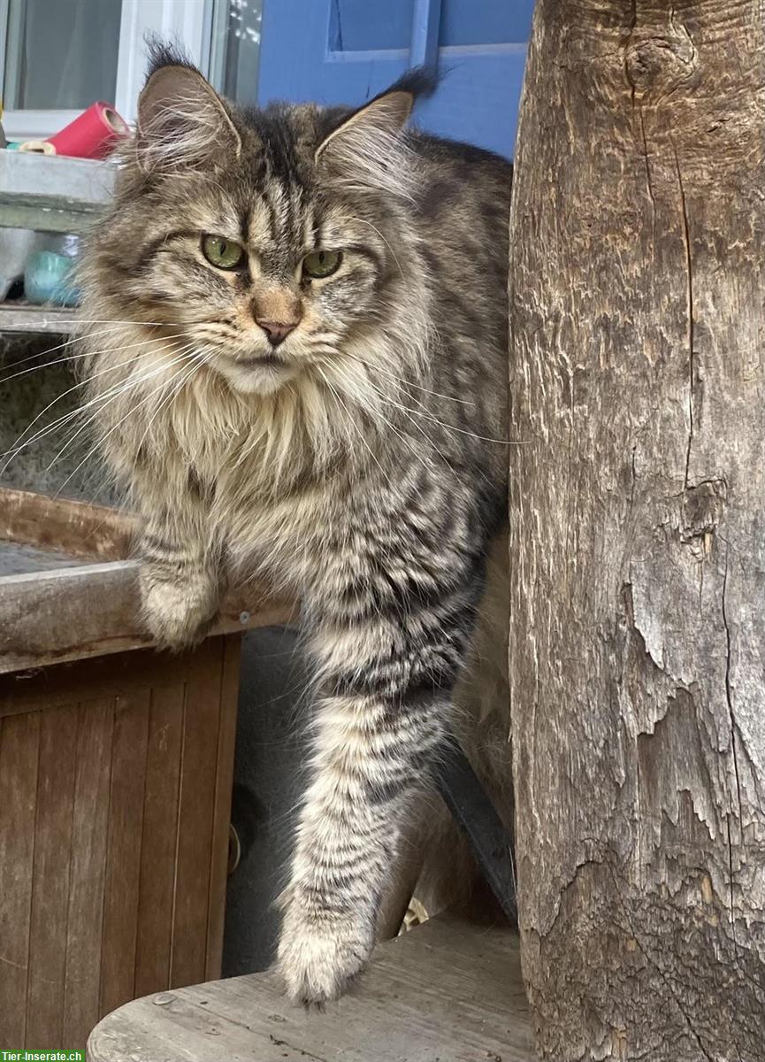 Bild 3: Maine Coon Kätzin, 2-jährig, Black Tabby Ticked