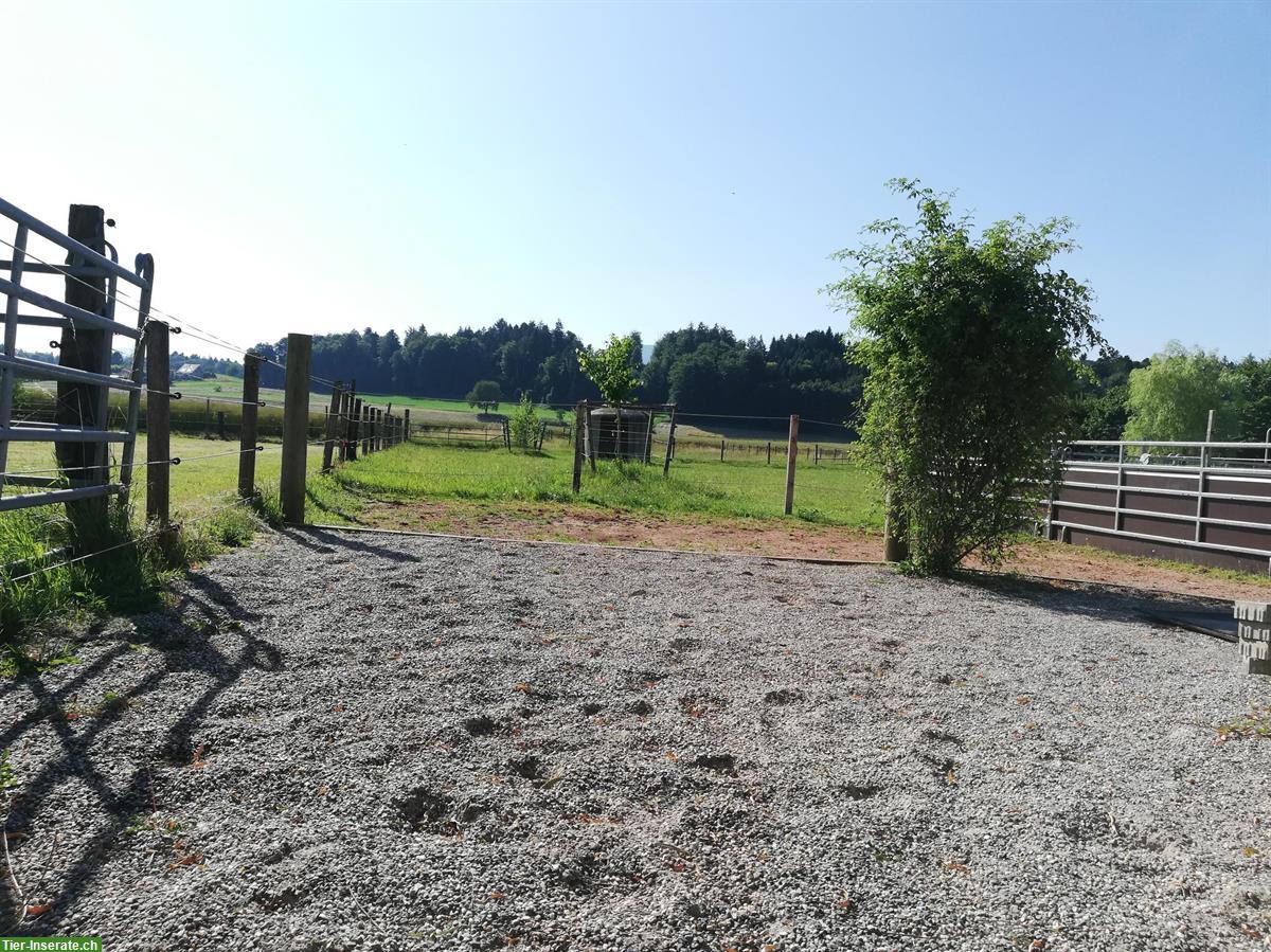 Auslaufbox frei (Vollpension) in 4913 Bannwil BE