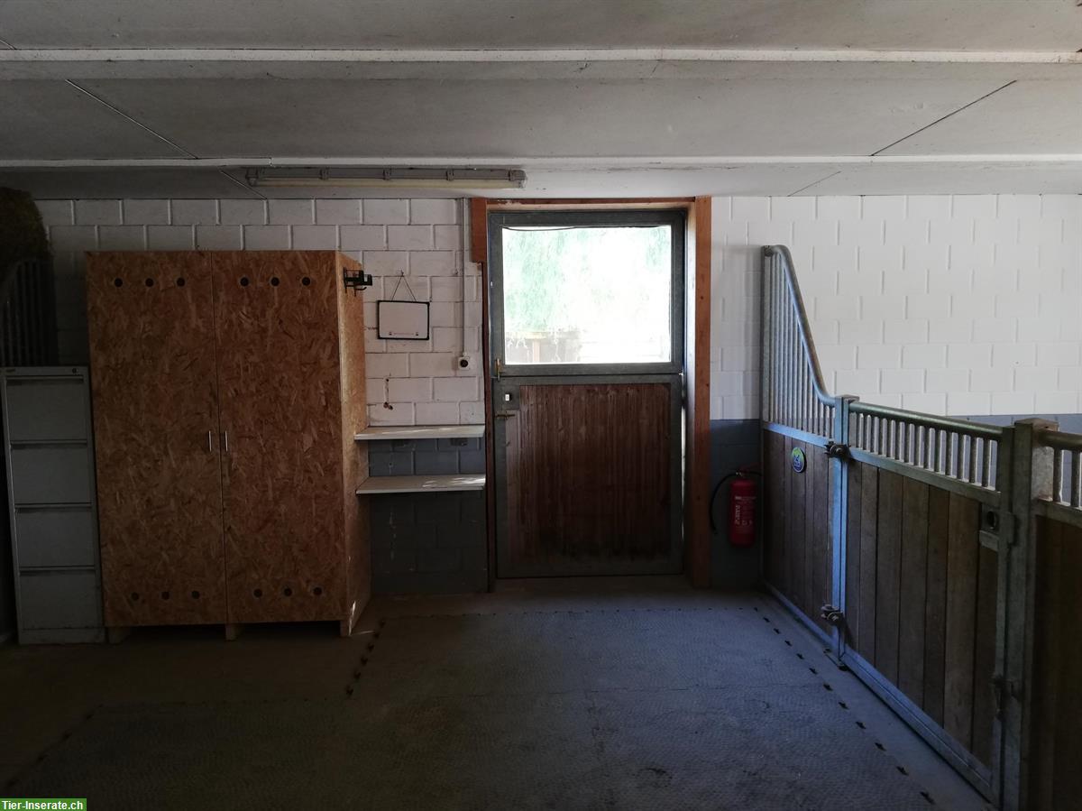 Bild 3: Auslaufbox frei (Vollpension) in 4913 Bannwil BE