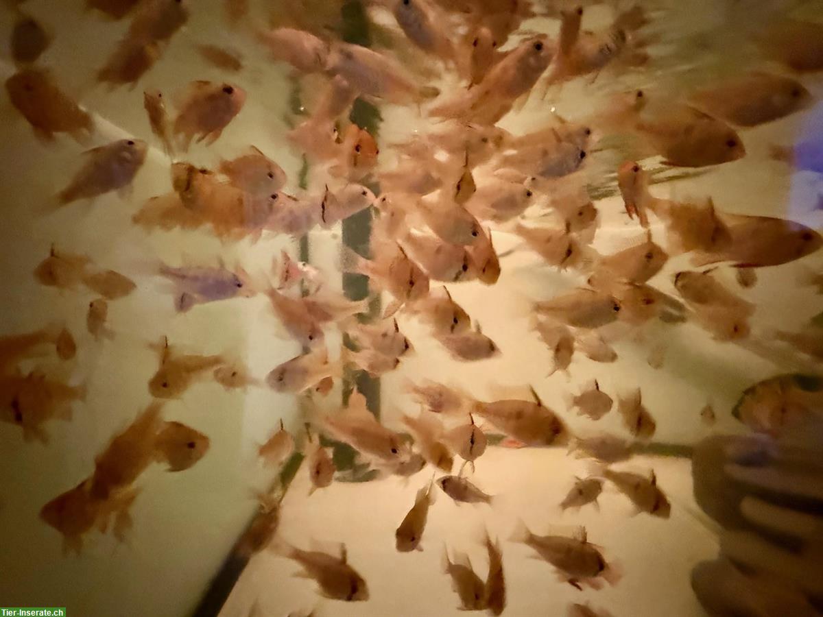 Bild 3: Junge, kräftige Schmetterlingsbuntbarsche naturfarbig
