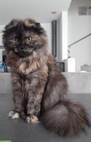 Scottish Fold Mix Kätzin sucht Zuhause ohne Hunde