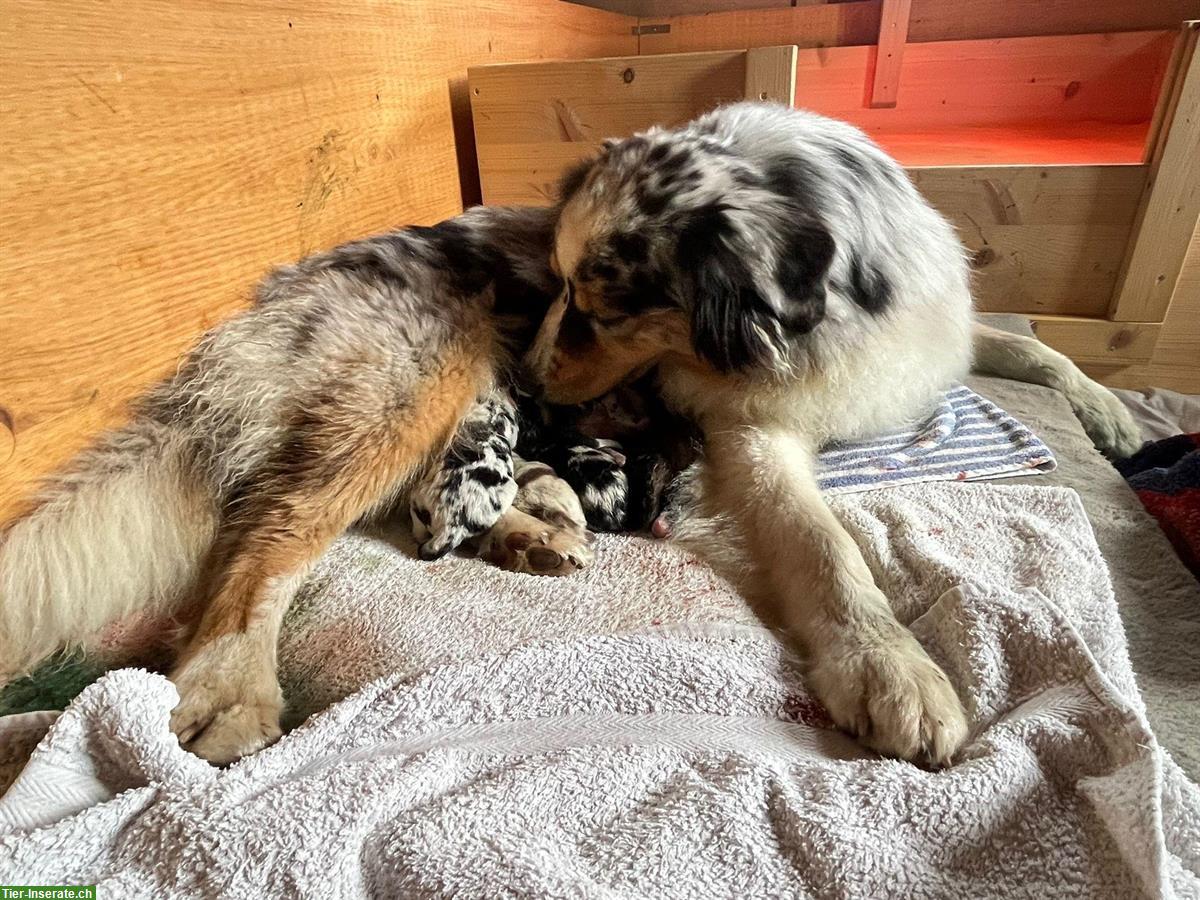 Australian Shepherd Welpen zu verkaufen