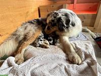 Australian Shepherd Welpen zu verkaufen