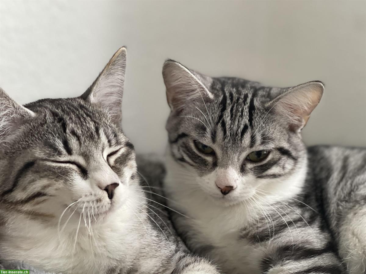 Britisch Kurzhaar Kitten Tabby, Geschwisterpaar