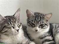 Britisch Kurzhaar Kitten Tabby, Geschwisterpaar