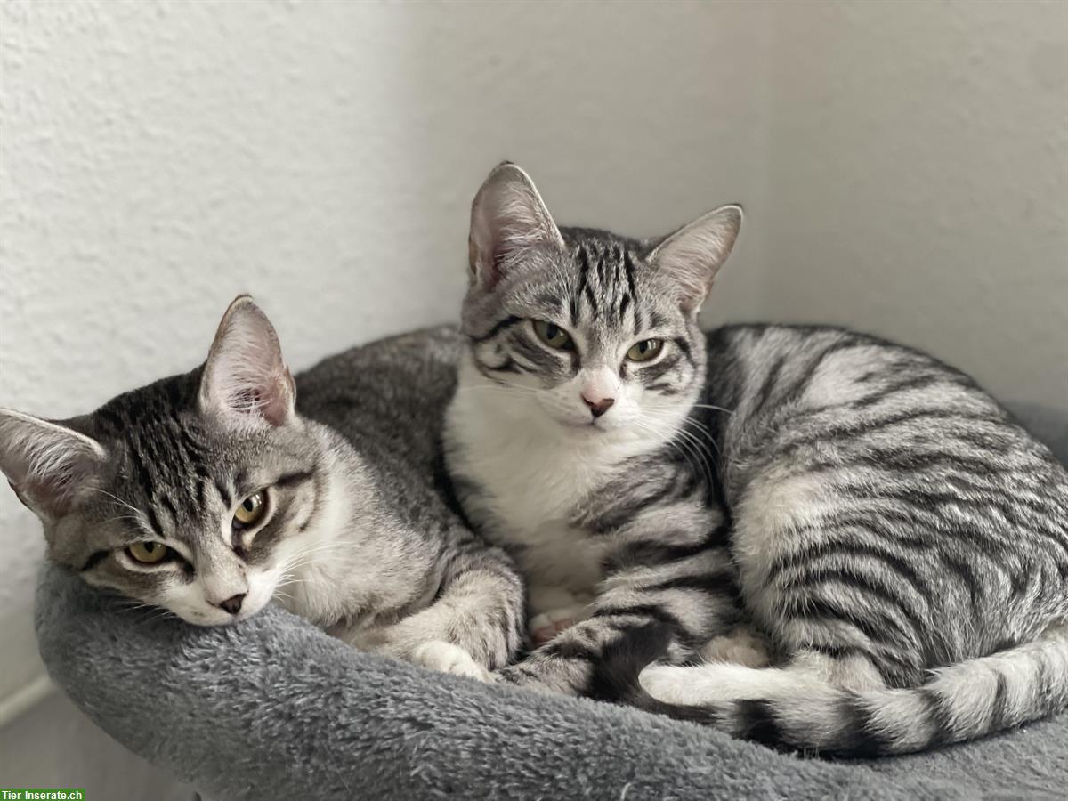 Bild 2: Britisch Kurzhaar Kitten Tabby, Geschwisterpaar
