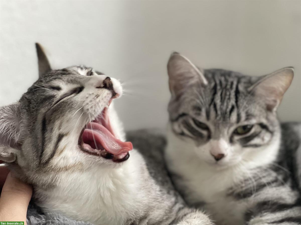 Bild 3: Britisch Kurzhaar Kitten Tabby, Geschwisterpaar