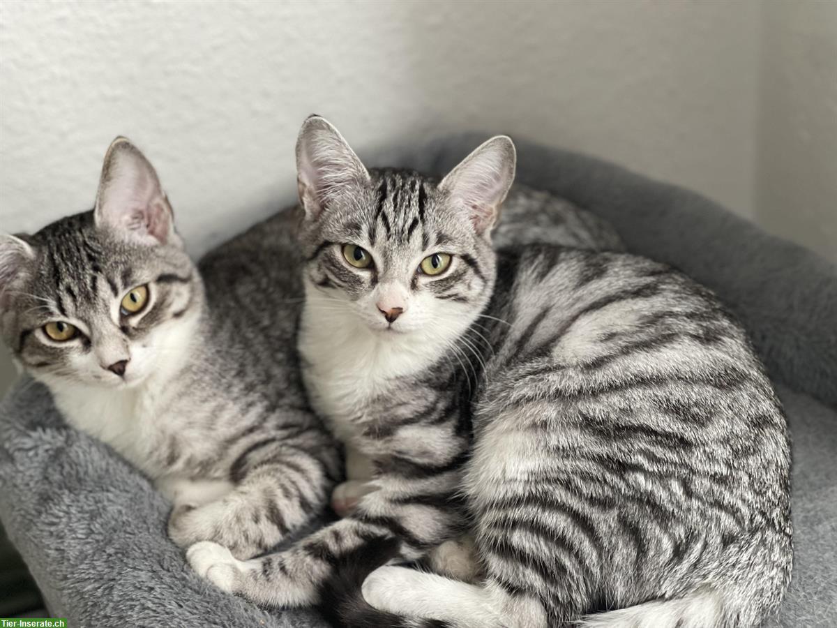 Bild 4: Britisch Kurzhaar Kitten Tabby, Geschwisterpaar