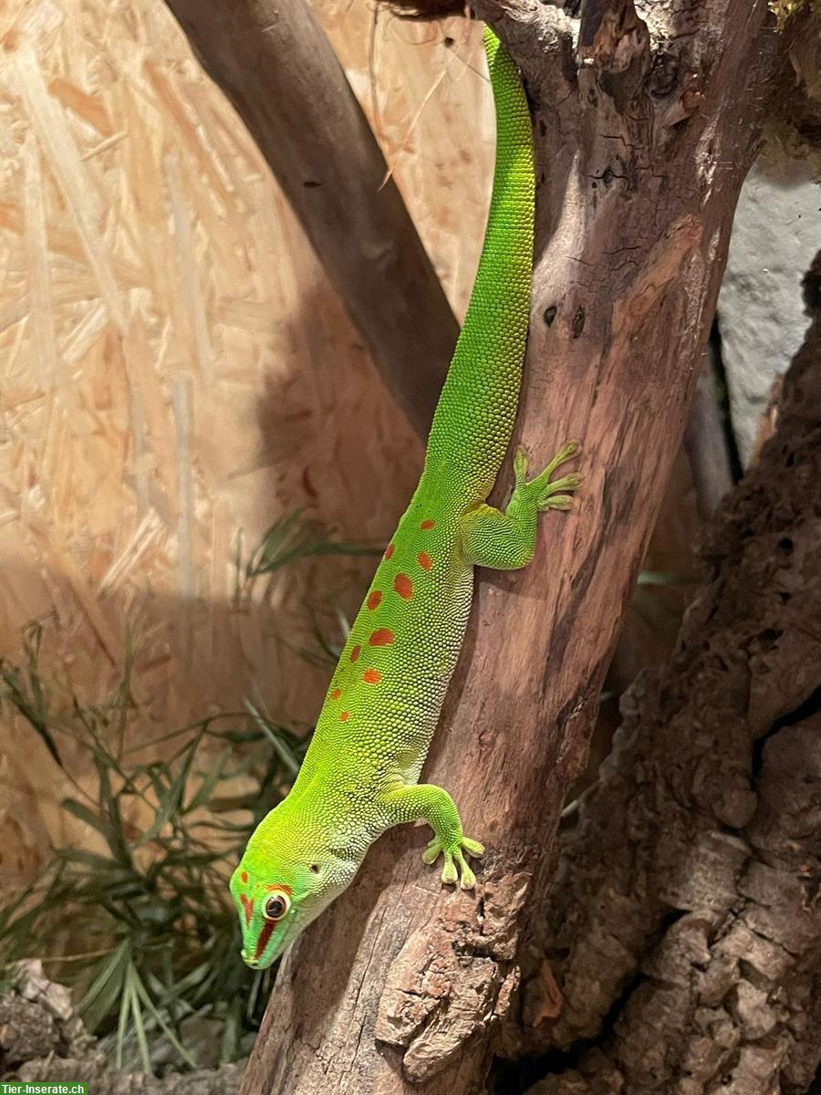 Madagaskar Taggecko sucht neues Zuhause