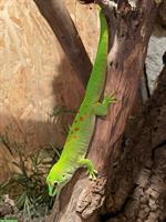 Madagaskar Taggecko sucht neues Zuhause