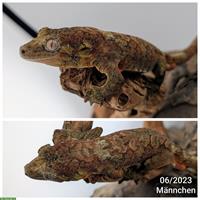 Flechtengecko (Mniarogekko chahoua) zu verkaufen