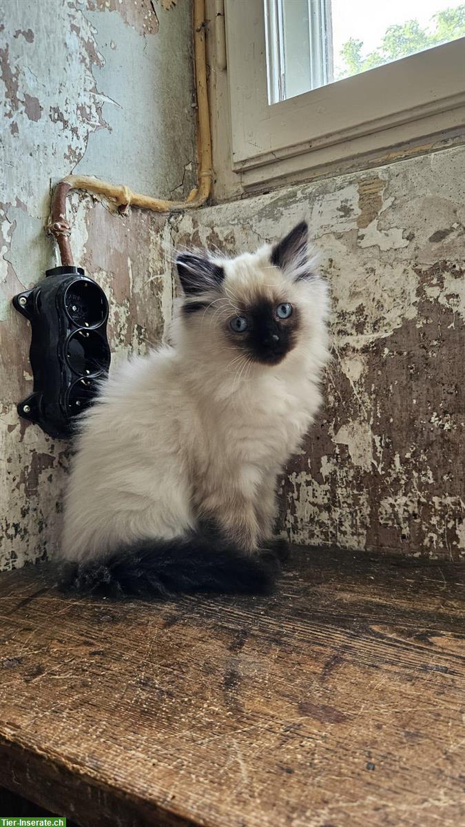 Neva Masquarade Kätzchen, Kater abzugeben