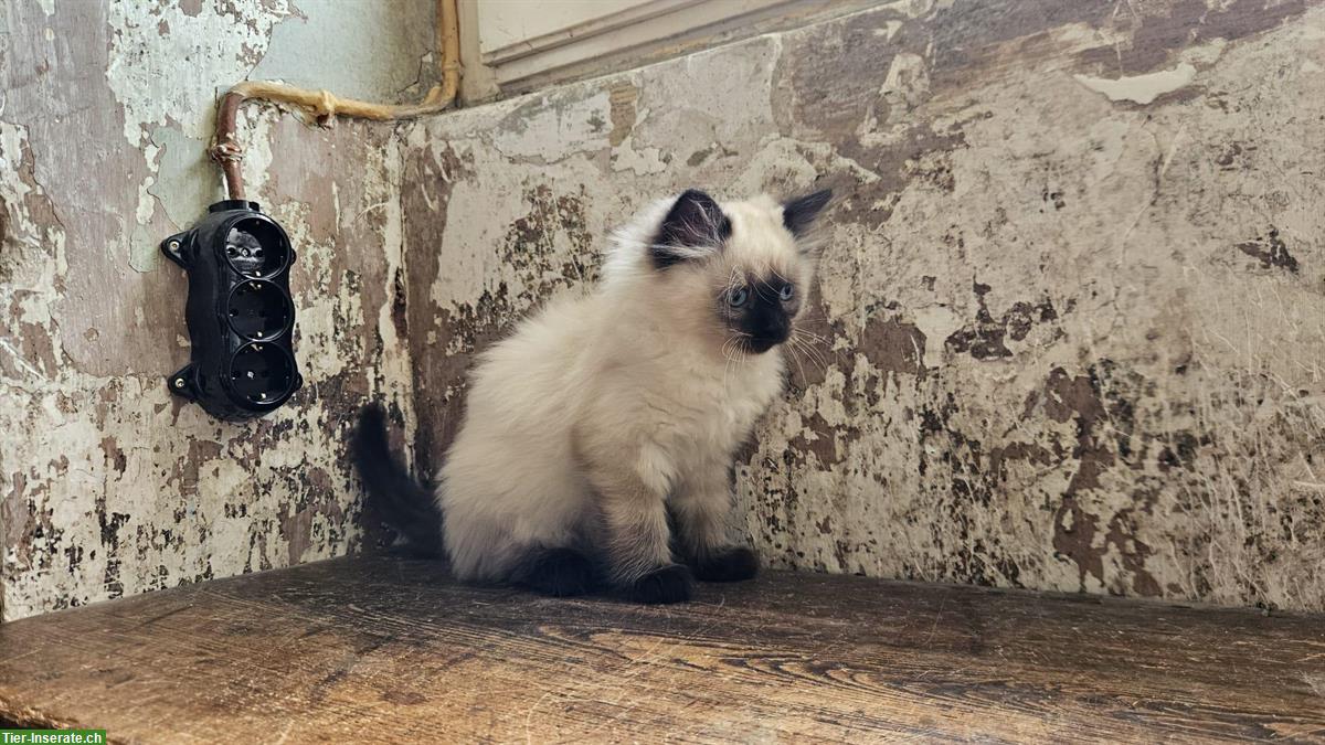 Bild 2: Neva Masquarade Kätzchen, Kater abzugeben