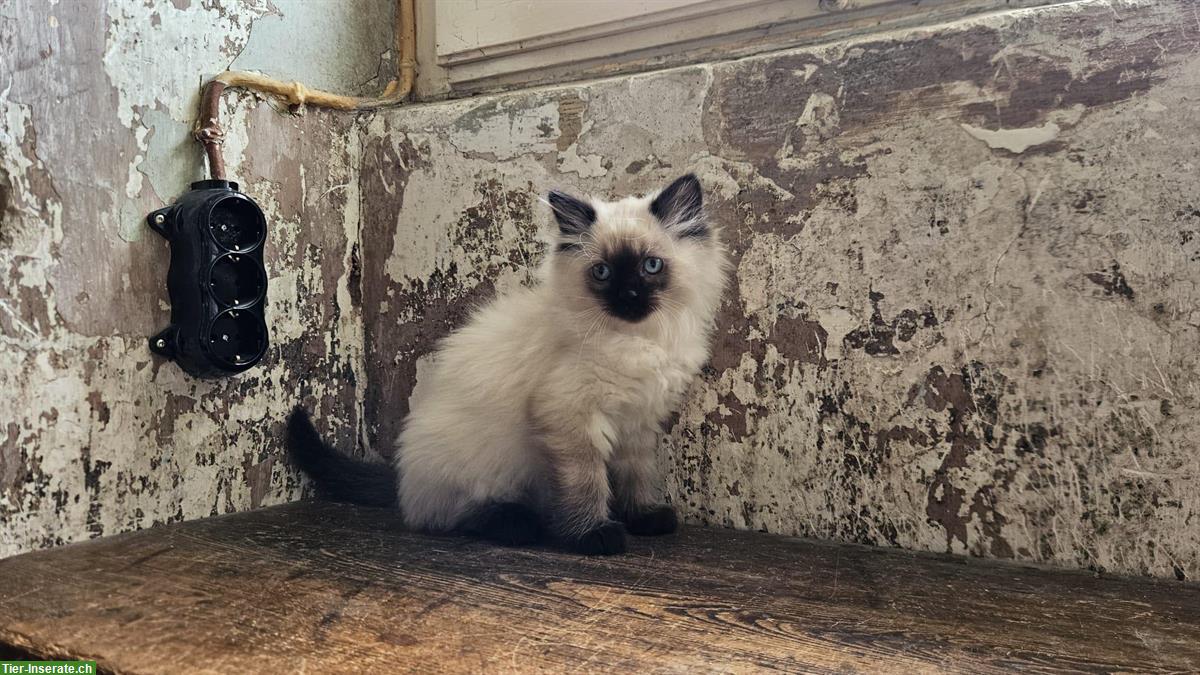 Bild 3: Neva Masquarade Kätzchen, Kater abzugeben