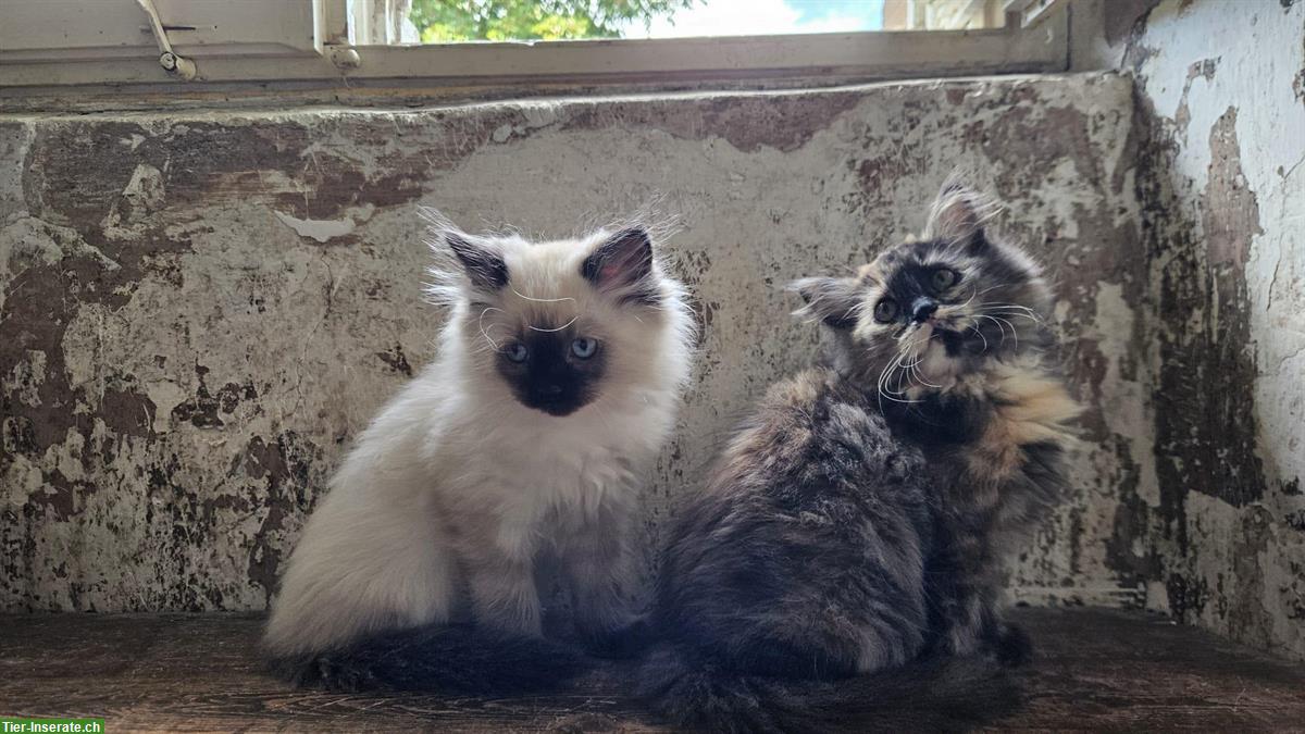 Bild 4: Neva Masquarade Kätzchen, Kater abzugeben