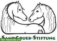 Job als Pferdefachfrau/Pferdefachmann, 100%, Reha-Station