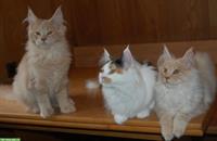 Maine Coon Kitten geimpft suchen Lebensplätze