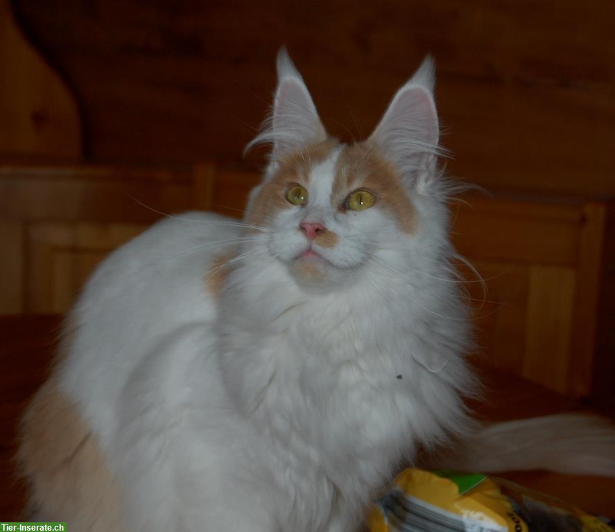 Bild 10: Maine Coon Kitten geimpft suchen Lebensplätze
