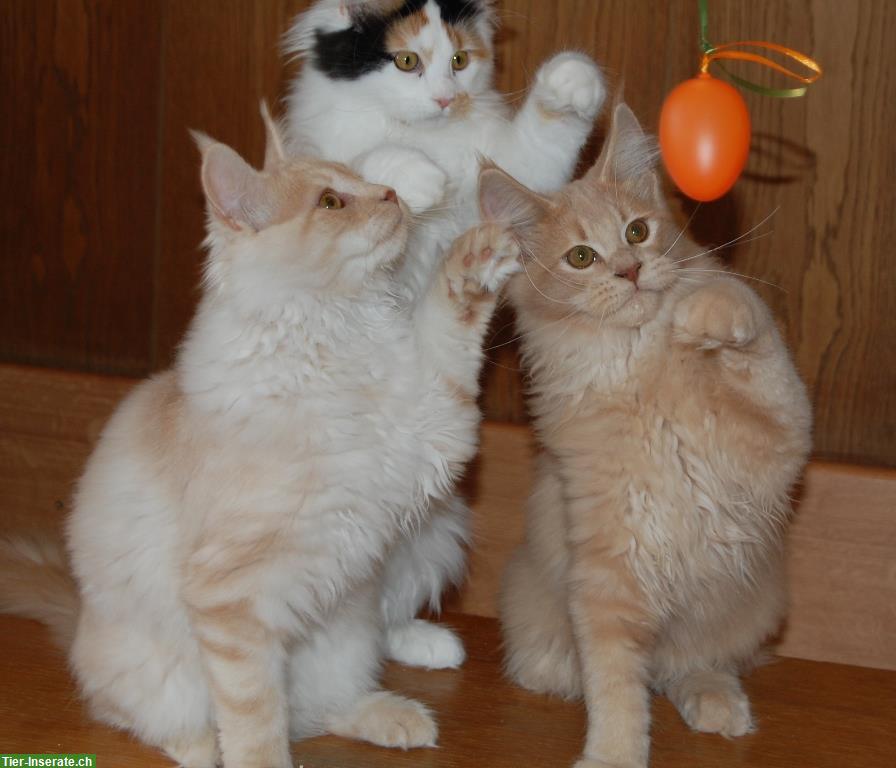 Bild 3: Maine Coon Kitten geimpft suchen Lebensplätze
