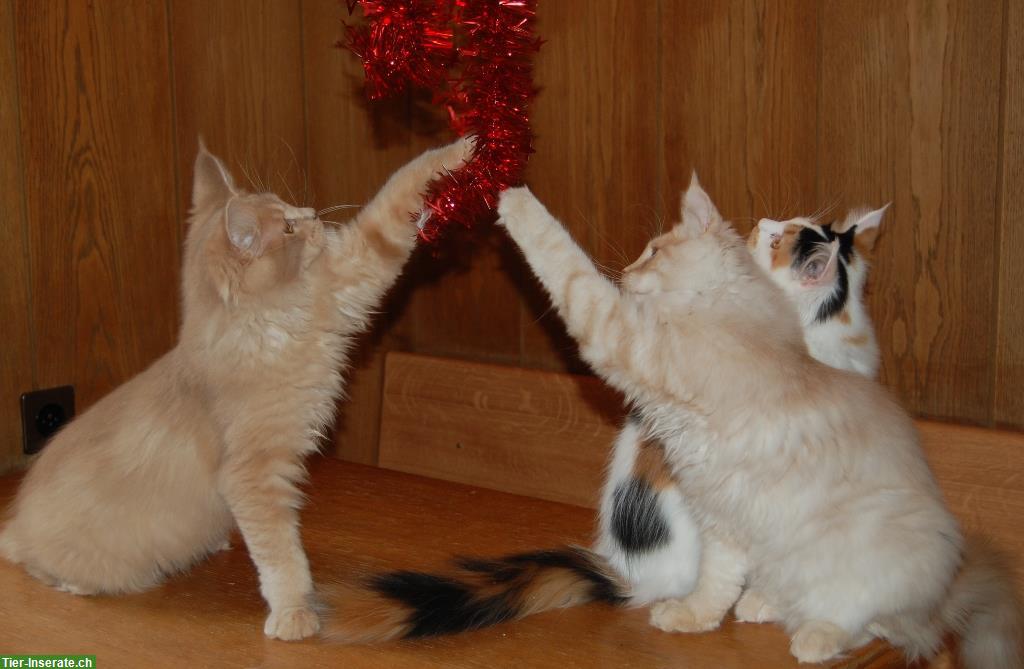 Bild 4: Maine Coon Kitten geimpft suchen Lebensplätze