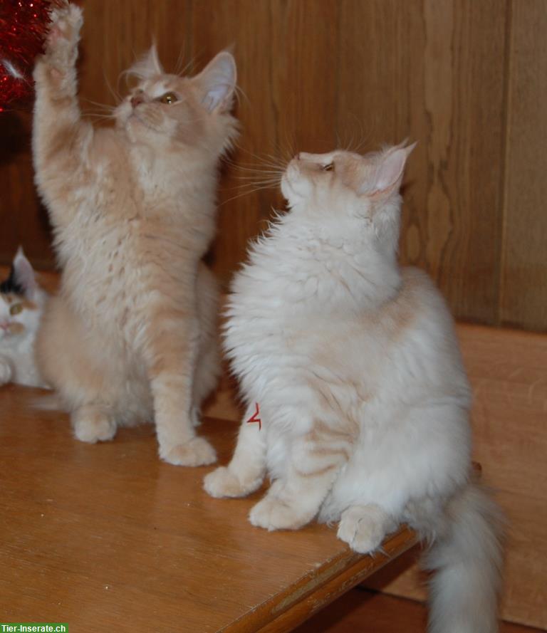 Bild 5: Maine Coon Kitten geimpft suchen Lebensplätze