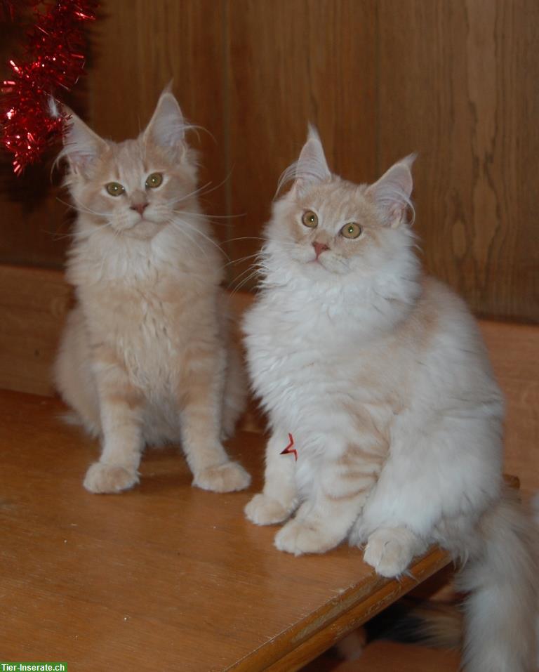 Bild 7: Maine Coon Kitten geimpft suchen Lebensplätze