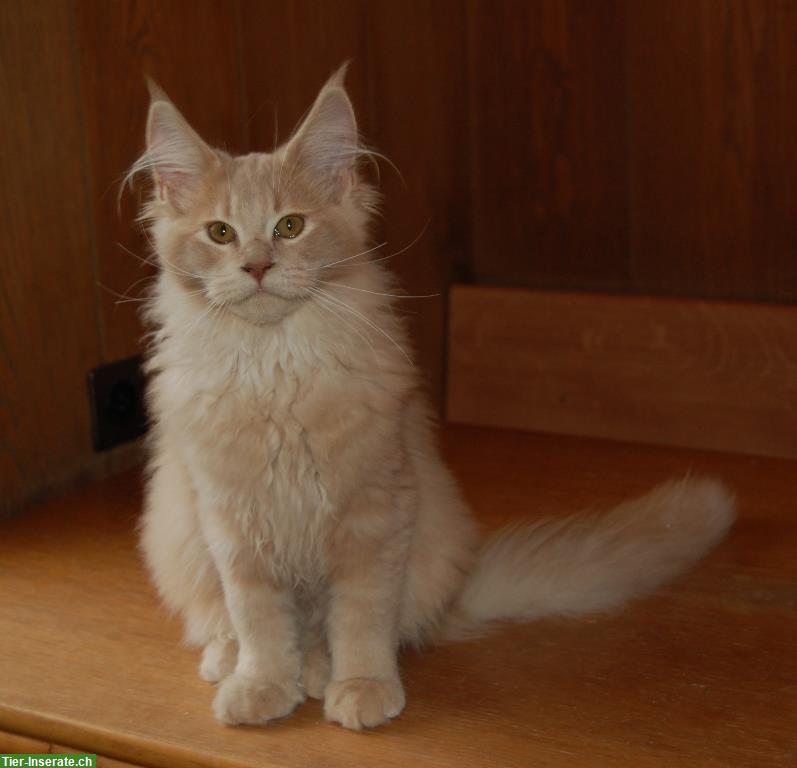Bild 8: Maine Coon Kitten geimpft suchen Lebensplätze