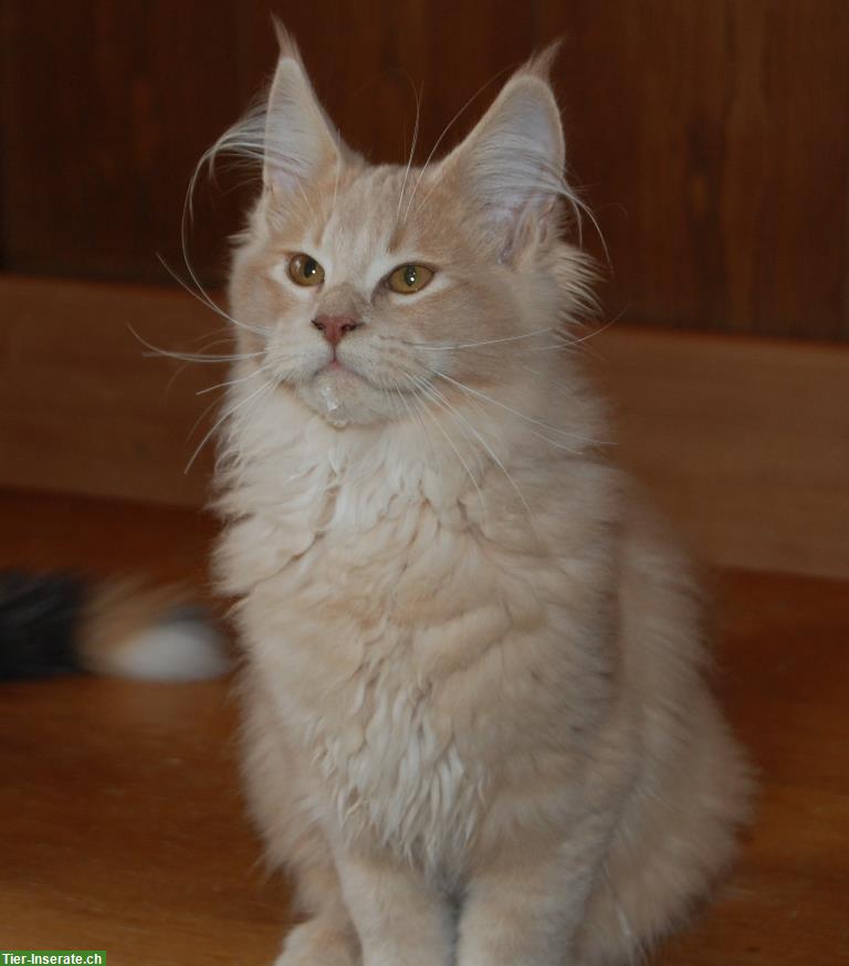 Bild 9: Maine Coon Kitten geimpft suchen Lebensplätze