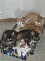 Junge Maine Coon mix Hauskatzen Baby