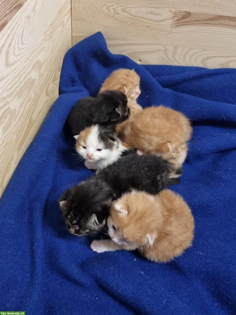 Bild 2: Junge Maine Coon mix Hauskatzen Baby