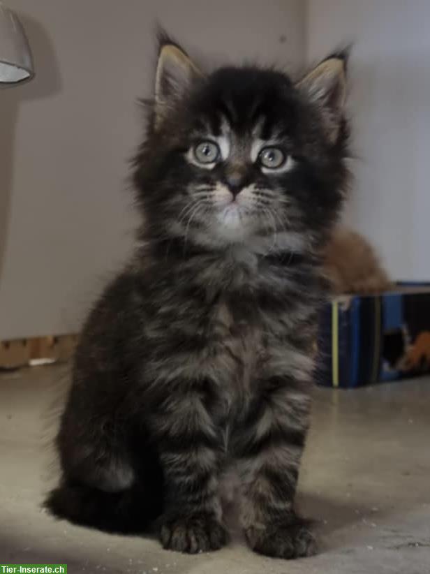 Bild 3: Junge Maine Coon mix Hauskatzen Baby