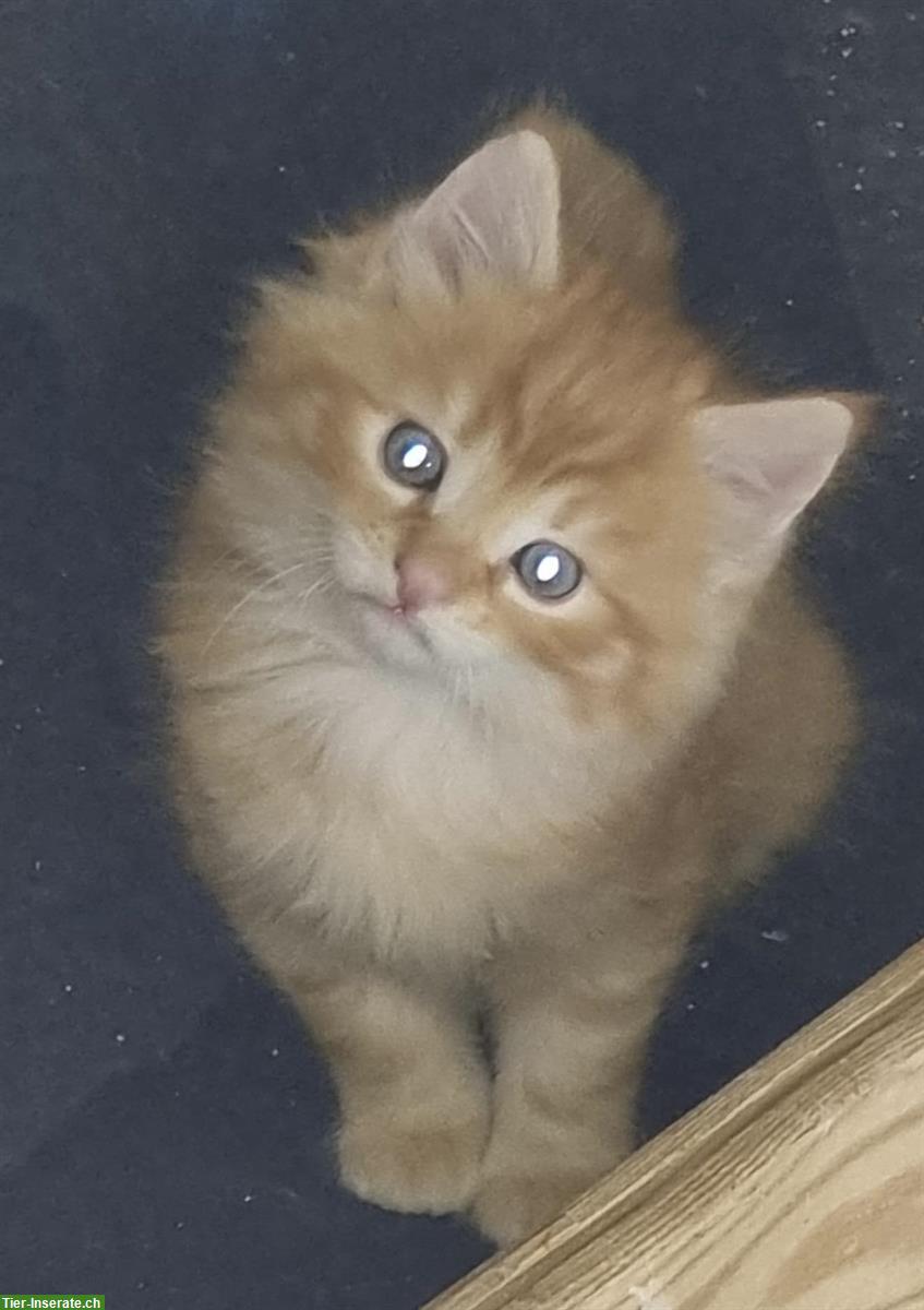Bild 4: Junge Maine Coon mix Hauskatzen Baby