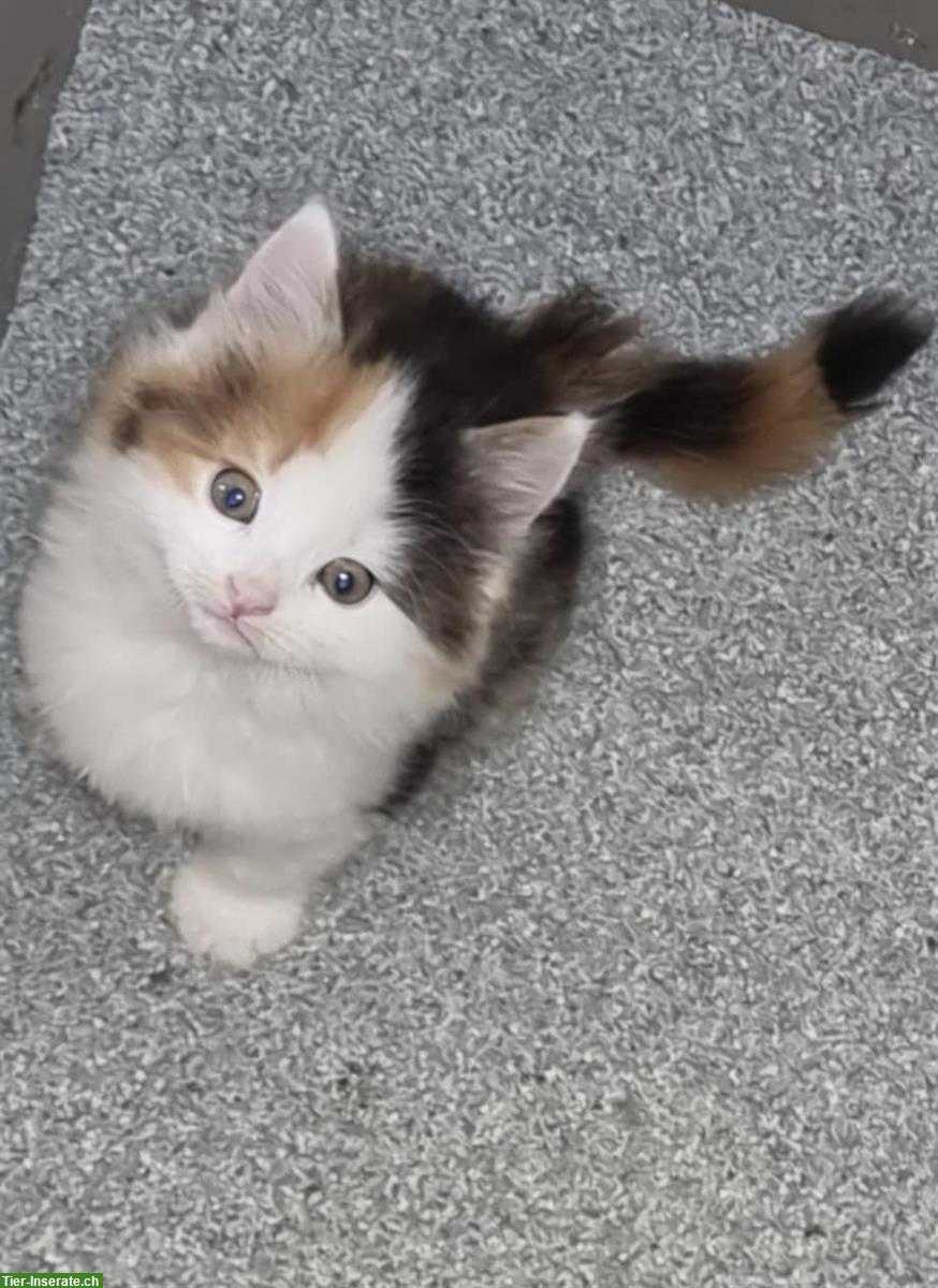 Bild 5: Junge Maine Coon mix Hauskatzen Baby