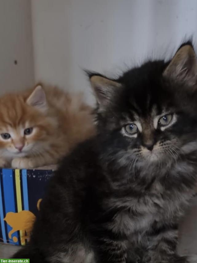 Bild 6: Junge Maine Coon mix Hauskatzen Baby
