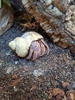 Landeinsiedlerkrebs (Coenobita brevimanus) abzugeben