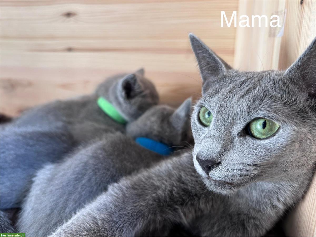 Bild 2: Russisch Blau Kitten von seriösem Züchter