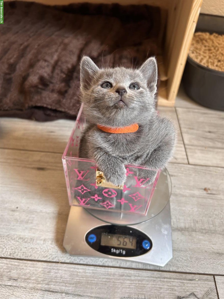 Bild 3: Russisch Blau Kitten von seriösem Züchter