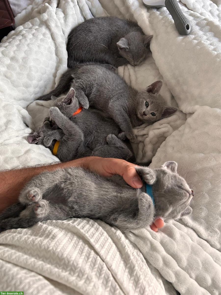Bild 4: Russisch Blau Kitten von seriösem Züchter