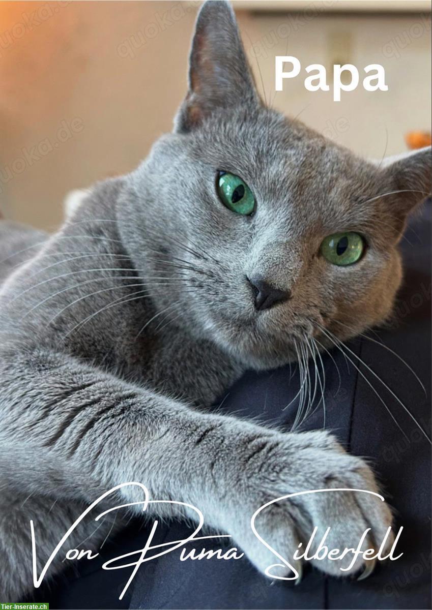 Bild 5: Russisch Blau Kitten von seriösem Züchter