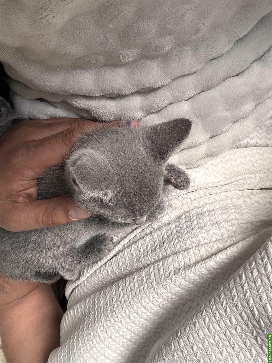 Bild 6: Russisch Blau Kitten von seriösem Züchter