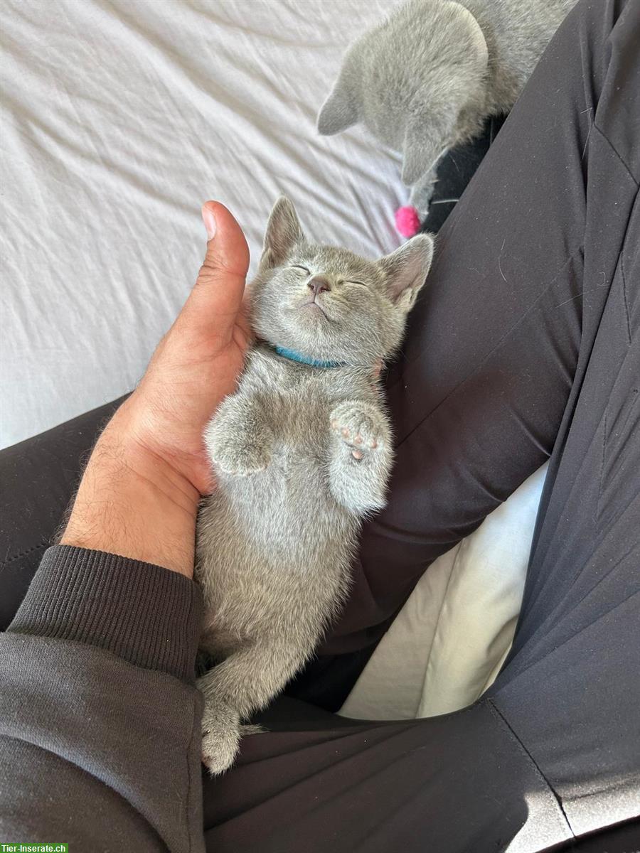 Bild 7: Russisch Blau Kitten von seriösem Züchter