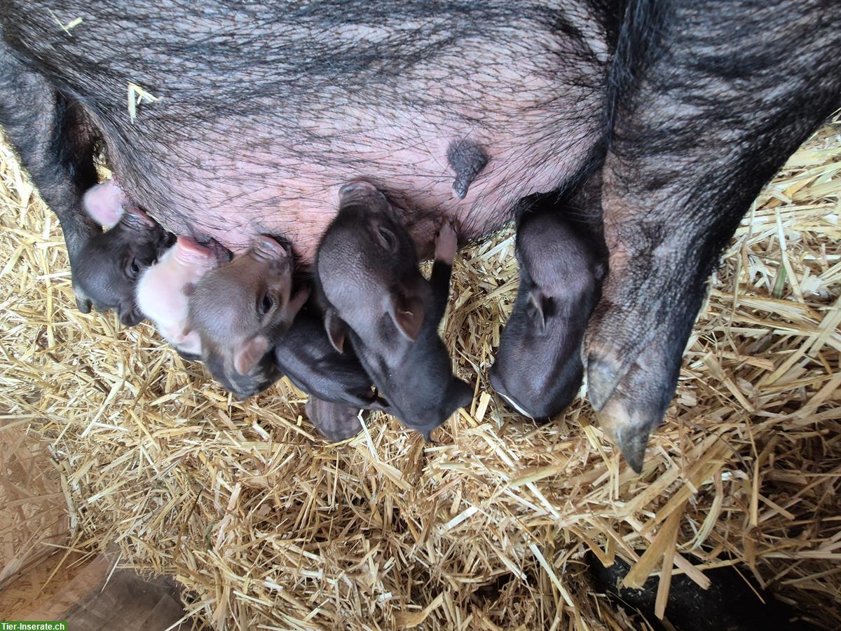 Bild 2: Junge Minipigs abzugeben, ab Dezember